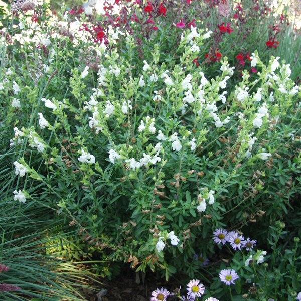 Image of Salvia greggii 'Alba'