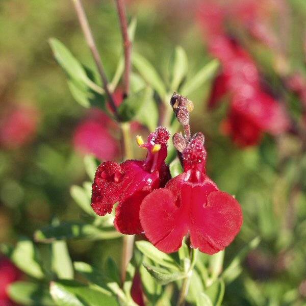 Image of Salvia greggii 'Furman's Red'