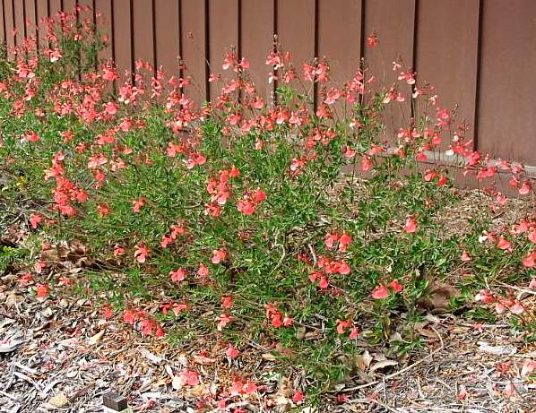 Image of Salvia greggii 'Salmon'