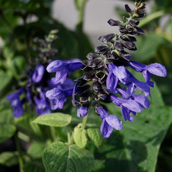 Image of Salvia guaranitica 'Costa Rica Blue'