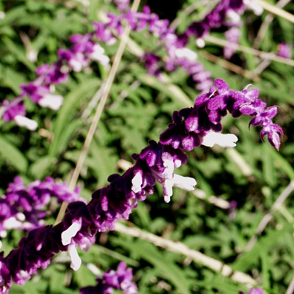 Image of Salvia leucantha