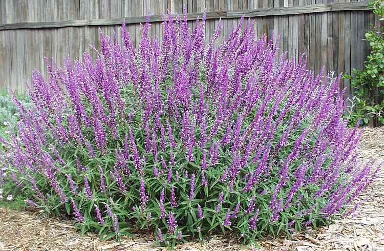 Image of Salvia leucantha 'Santa Barbara'