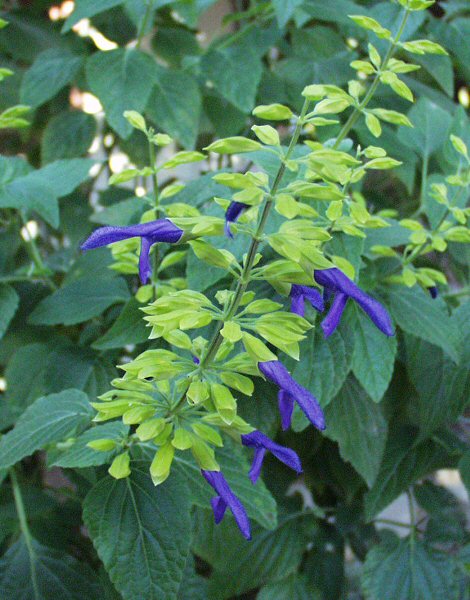 Image of Salvia mexicana 'Limelight'