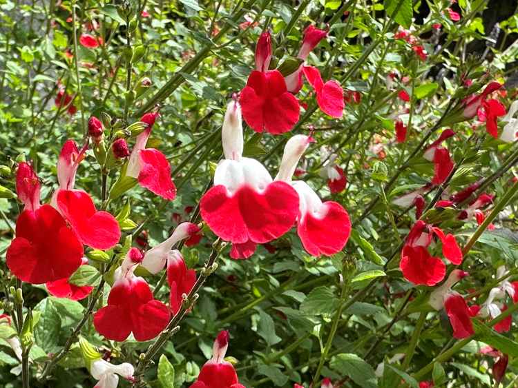 Image of Salvia microphylla 'Hot Lips'