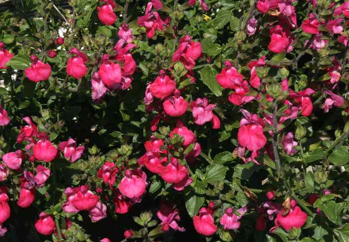 Image of Salvia microphylla 'Berzerkeley'