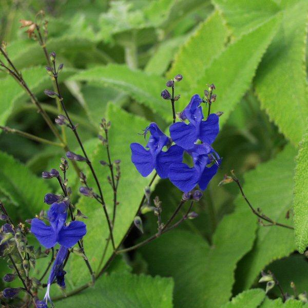 Image of Salvia sagittata