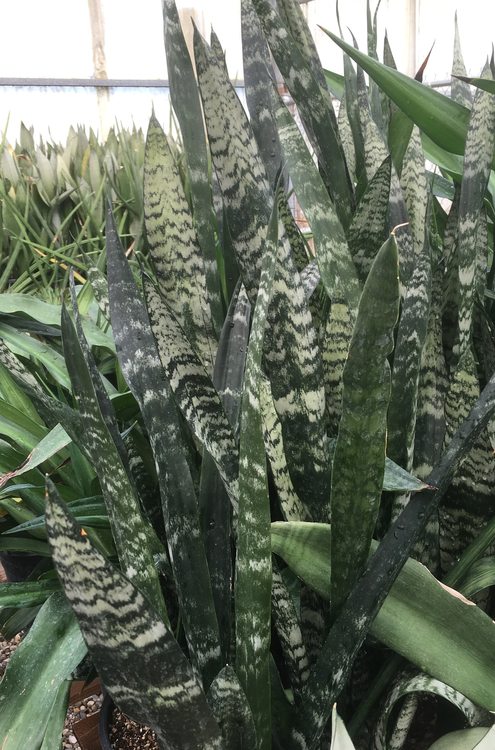 Image of Sansevieria trifasciata 'Black Coral'