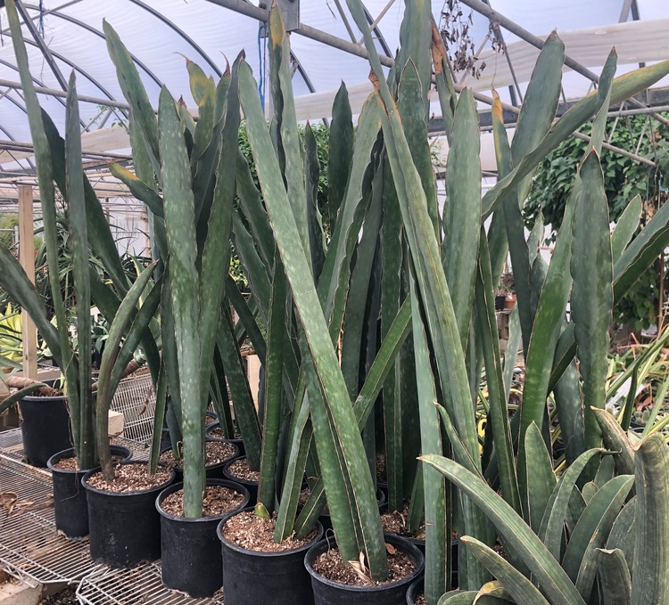 Image of Sansevieria bhitalae 'Superclone'