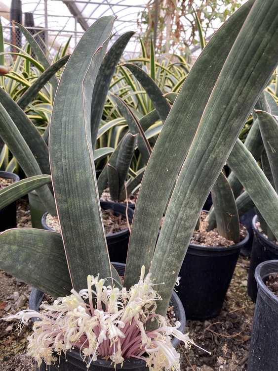 Image of Sansevieria hallii