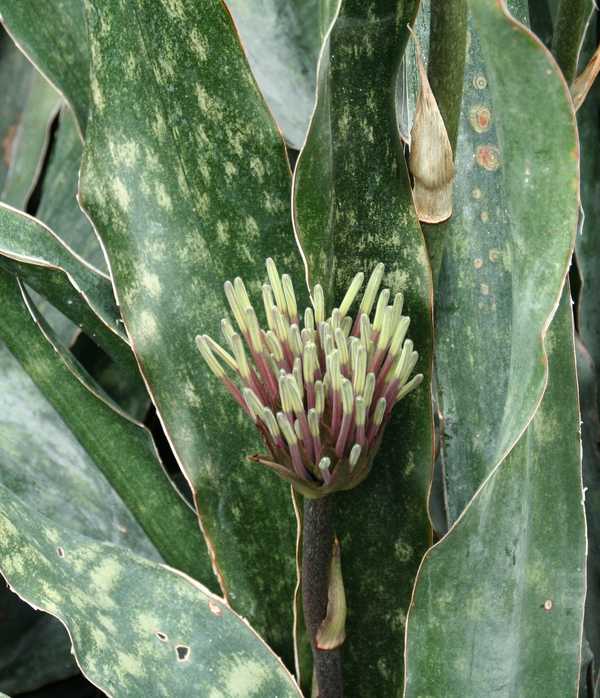 Image of Sansevieria kirkii var. pulchra