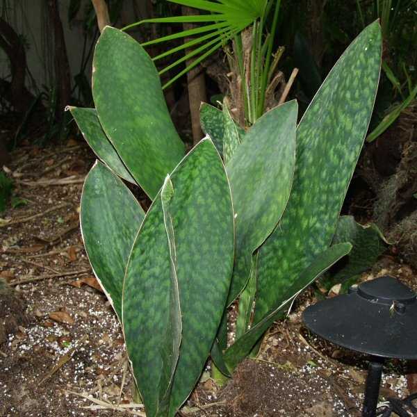 Image of Sansevieria masoniana