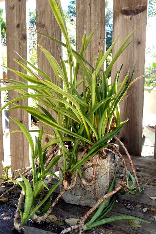 Image of Sansevieria parva