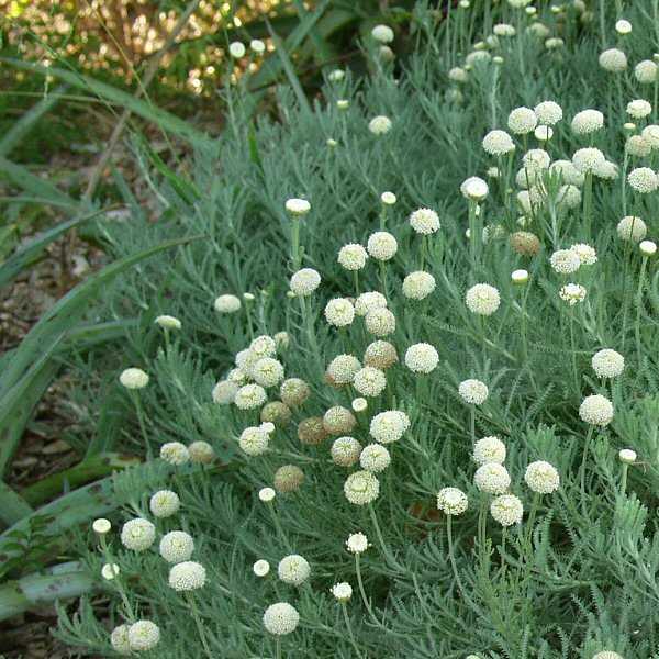 Image of Santolina neapolitana 'Lemon Queen'