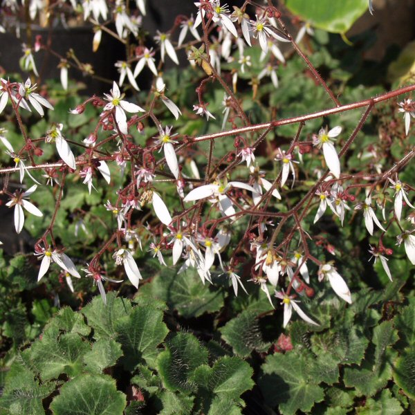 Image of Saxifraga stolonifera 'Maroon Beauty'