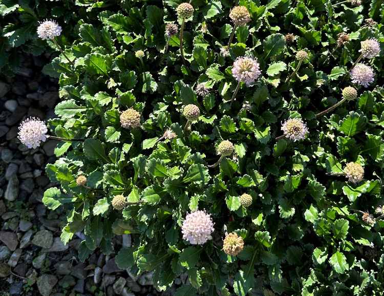 Image of Scabiosa farinosa