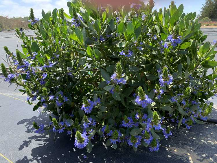 Image of Scaevola crassifolia Fandango ['Luedansca'] PPAF