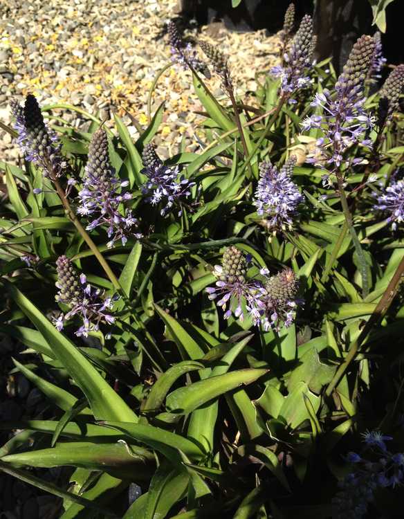 Image of Scilla natalensis 'Dwarf'