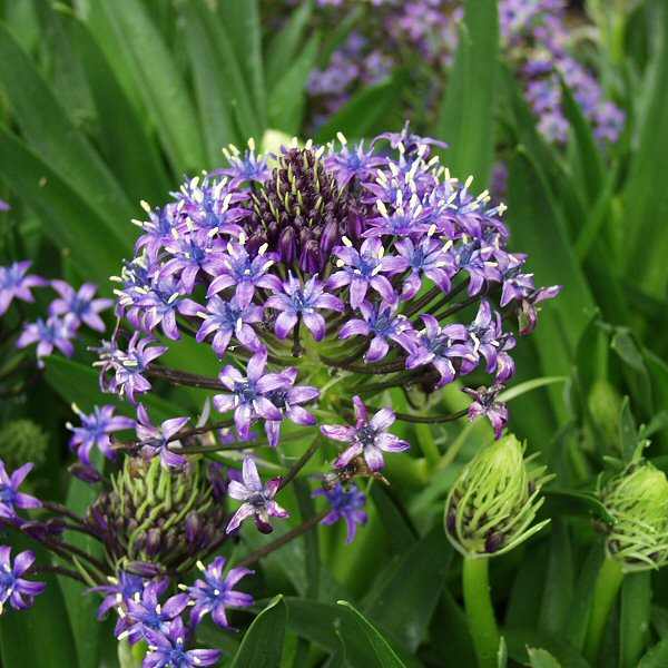 Image of Scilla peruviana