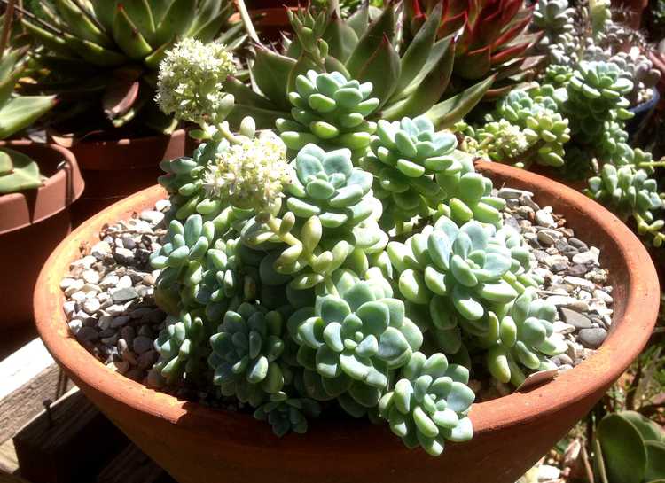 Image of Sedum clavatum