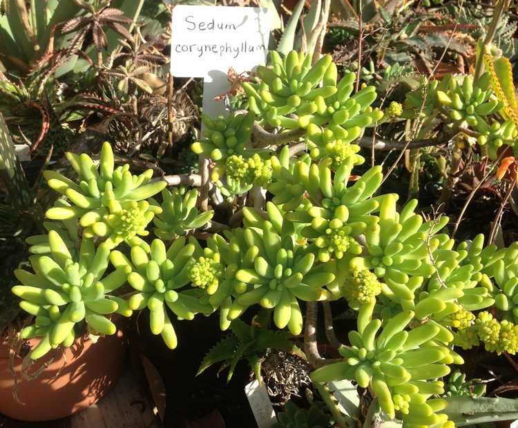 Image of Sedum corynephyllum