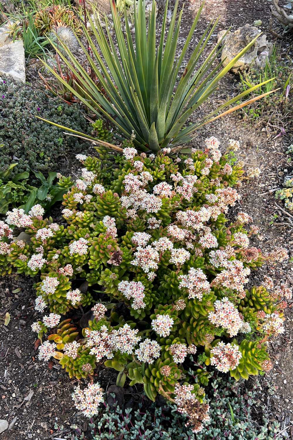 Image of Sedum lucidum