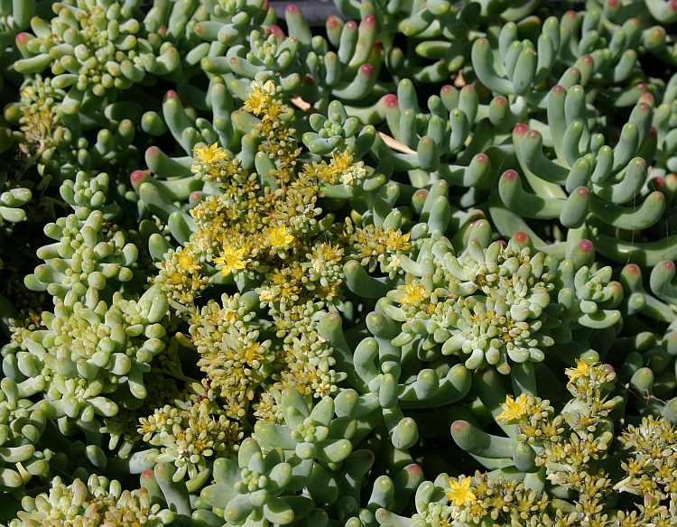 Image of Sedum pachyphyllum