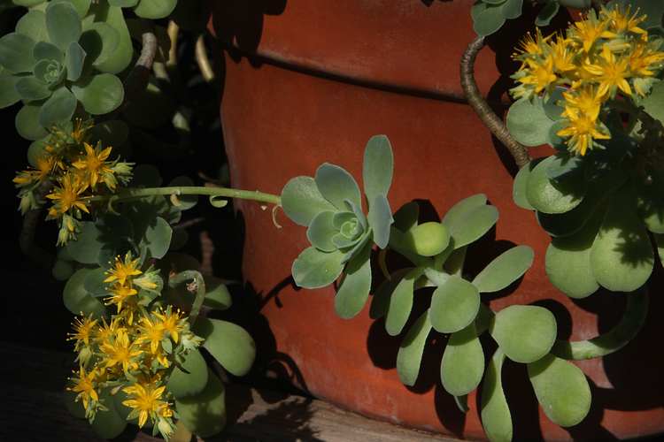 Image of Sedum palmeri