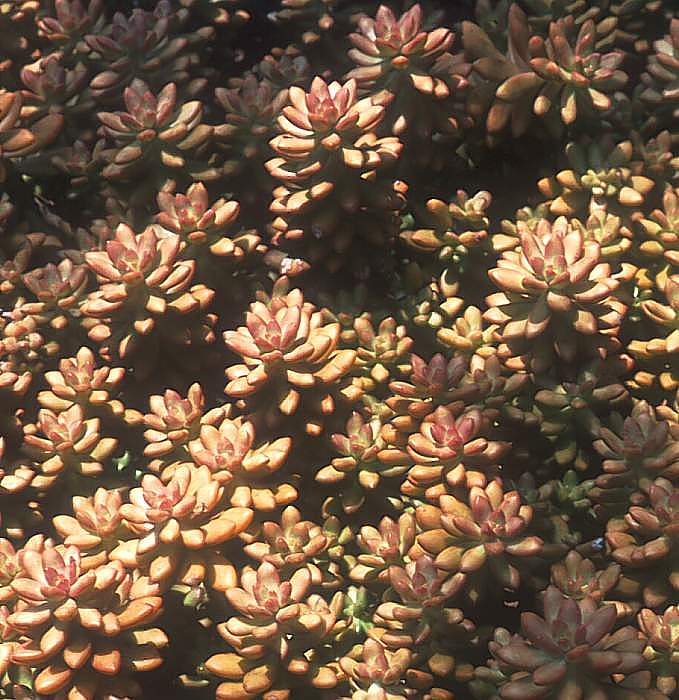 Image of Graptosedum 'Vera Higgins'