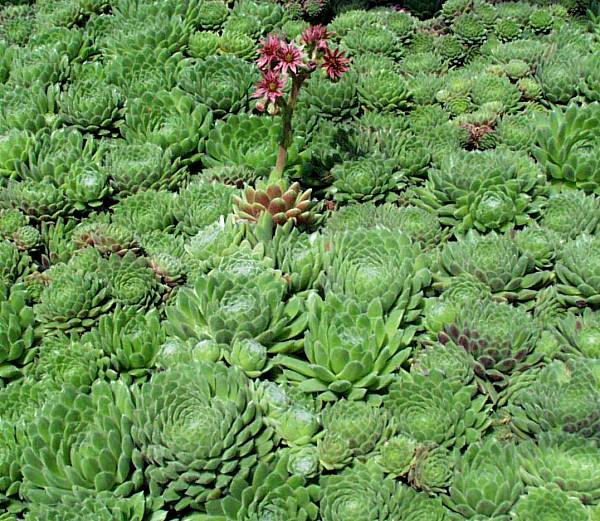 Image of Sempervivum montanum