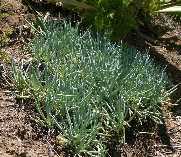 Image of Senecio 'Jolly Gray'