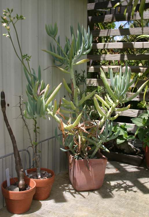 Image of Senecio ficoides