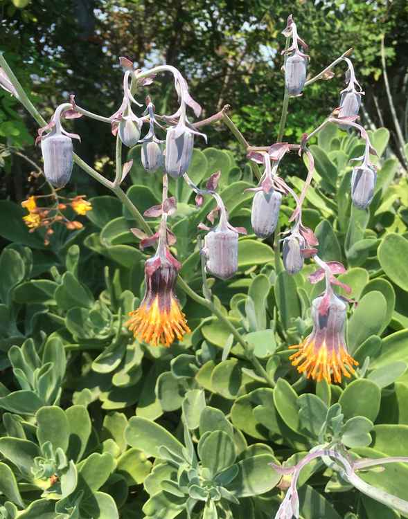 Image of Senecio amaniensis