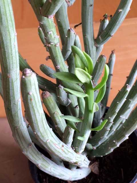 Image of Senecio anteuphorbium