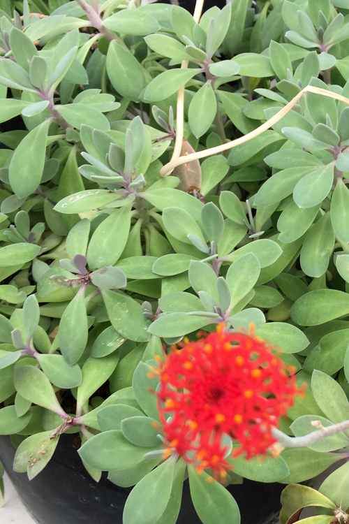 Image of Senecio fulgens 'Blazing Glory'