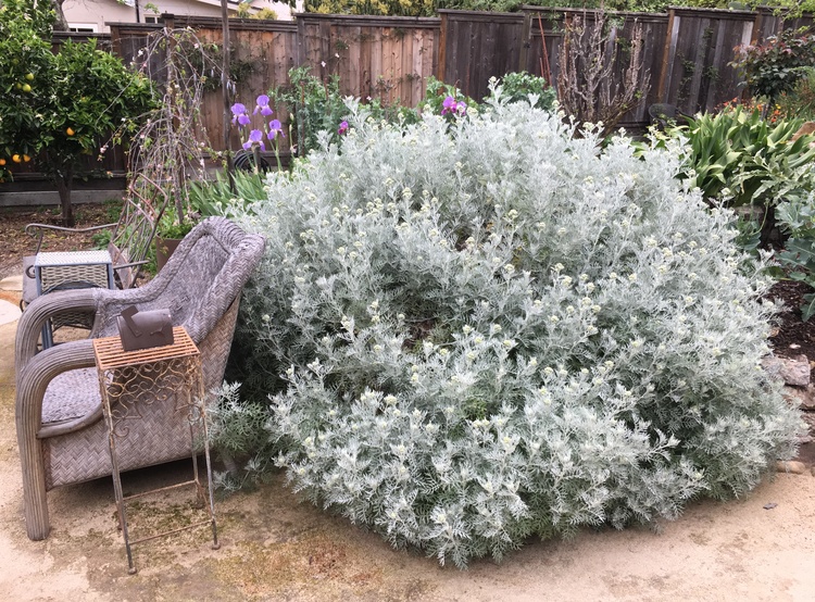 Image of Senecio leucostachys