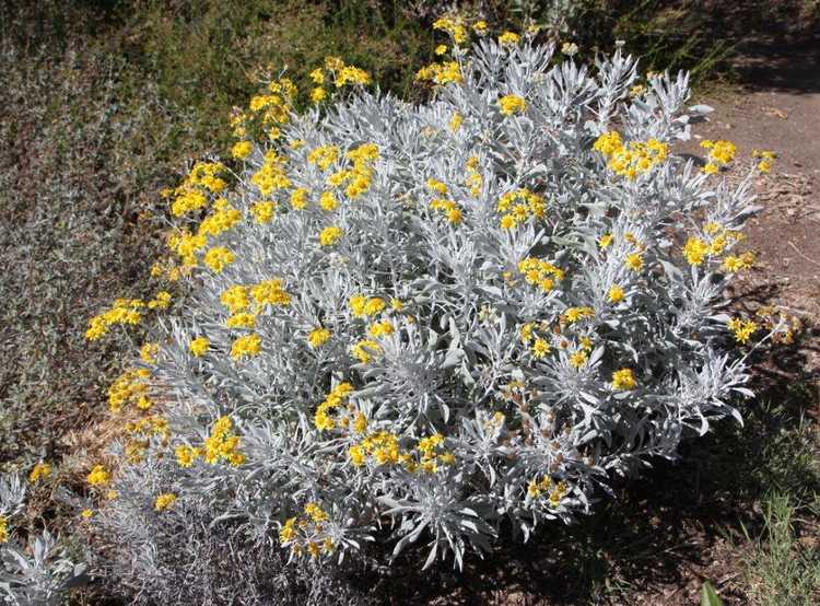 Image of Senecio palmeri 'Silver and Gold'