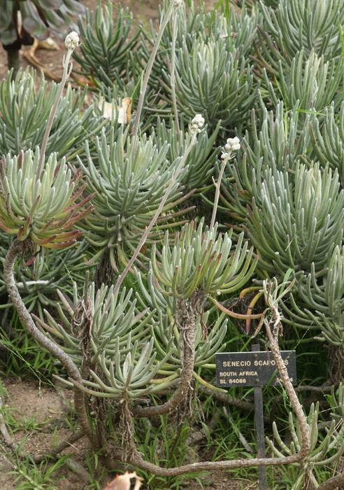 Image of Senecio scaposus