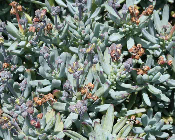 Image of Senecio serpens