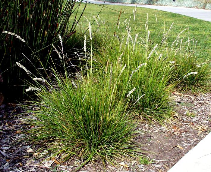 Image of Sesleria autumnalis 'Fineleaf'