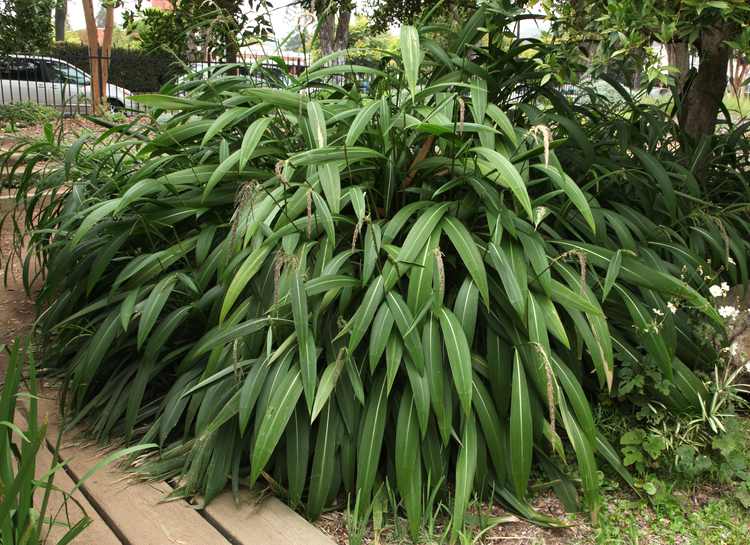 Image of Setaria palmifolia