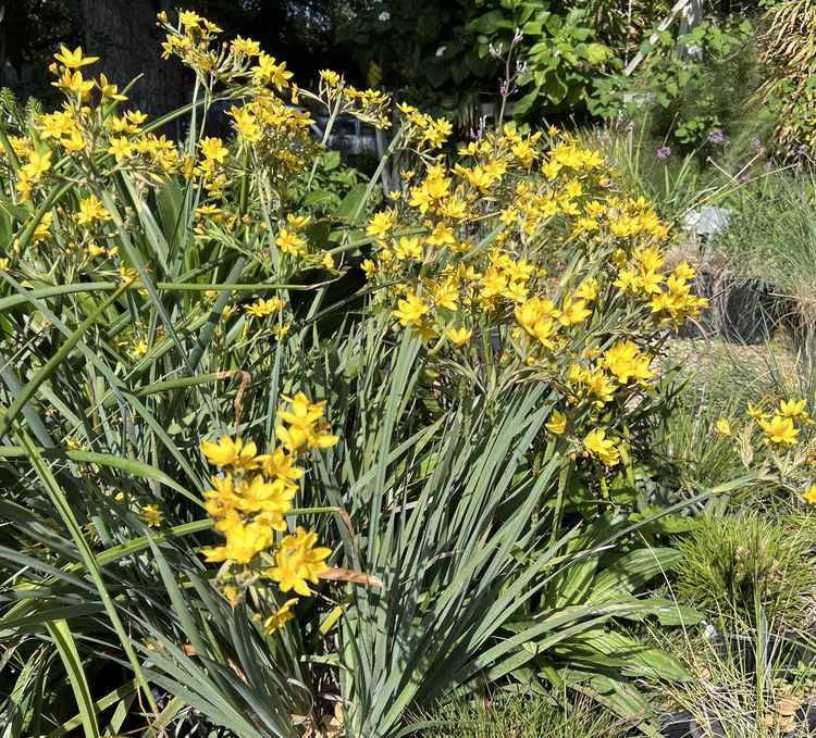 Image of Sisyrinchium palmifolium