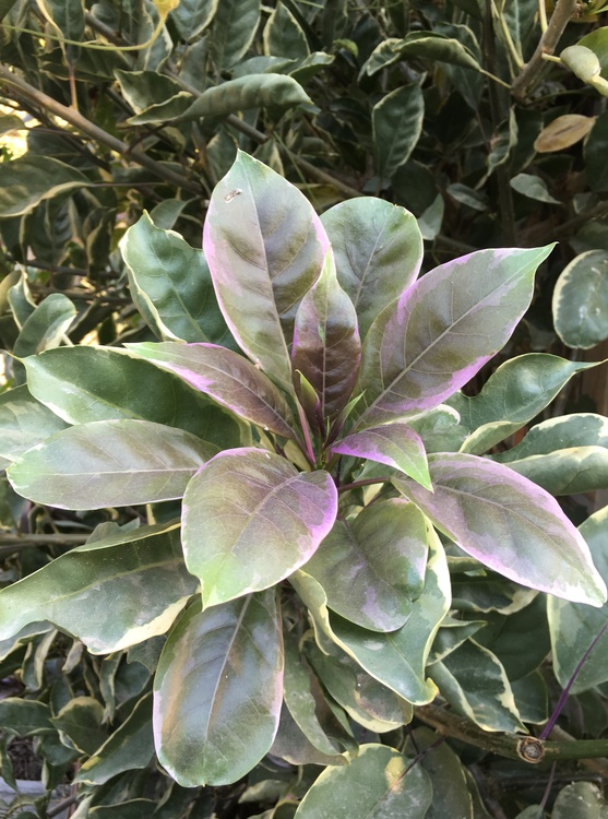 Image of Solandra maxima 'Variegata'