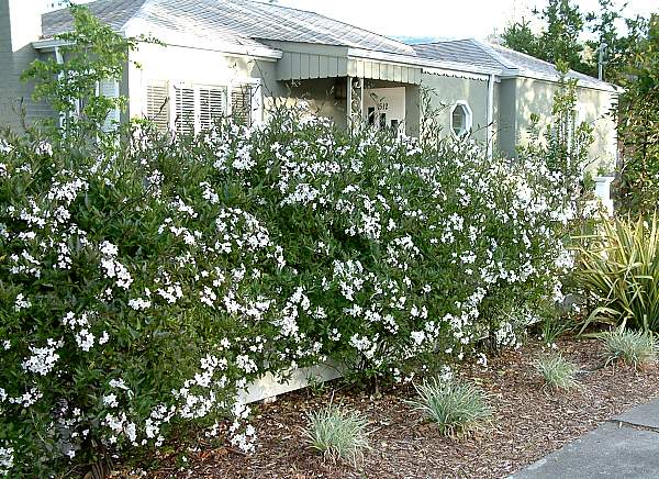 Image of Solanum laxum