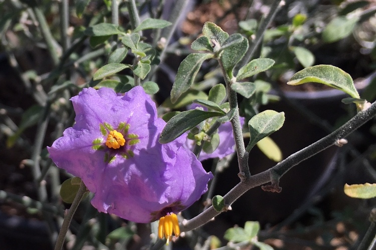 Image of Solanum umbelliferum 'Midhill'