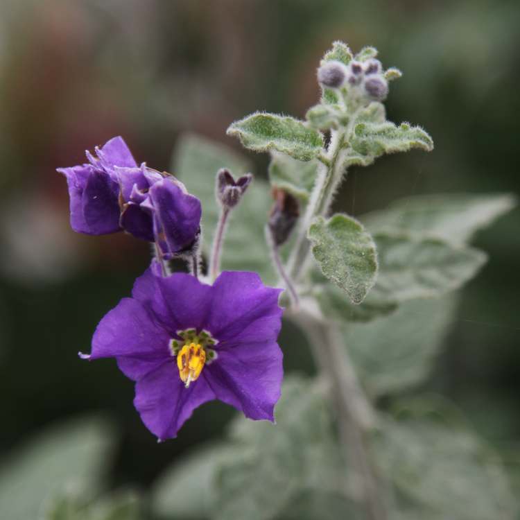 Image of Solanum xanti 'Mountain Pride'