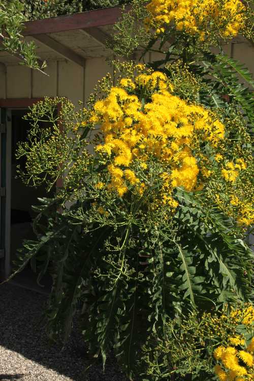 Image of Sonchus canariensis