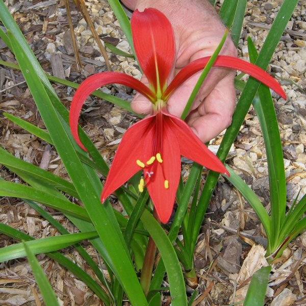 Image of Sprekelia formosissima