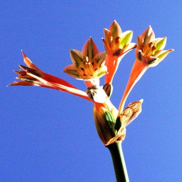 Image of Stenomesson variegatum
