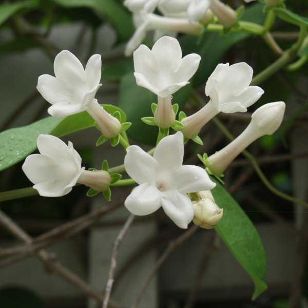 Image of Stephanotis floribunda