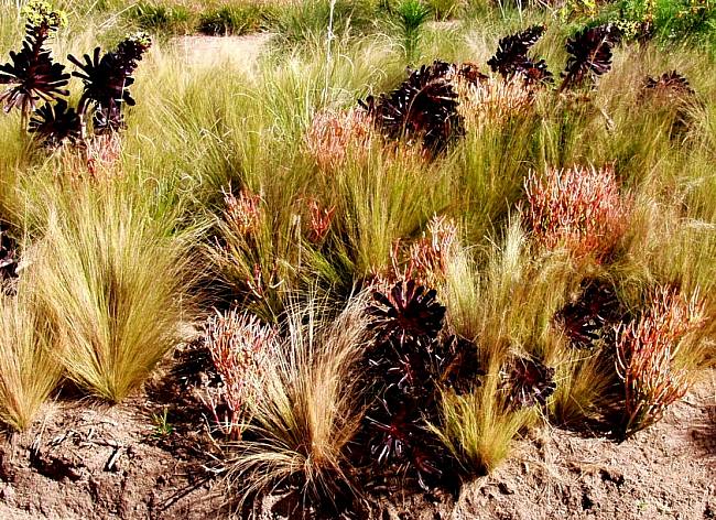 Image of Euphorbia tirucalli 'Sticks on Fire'